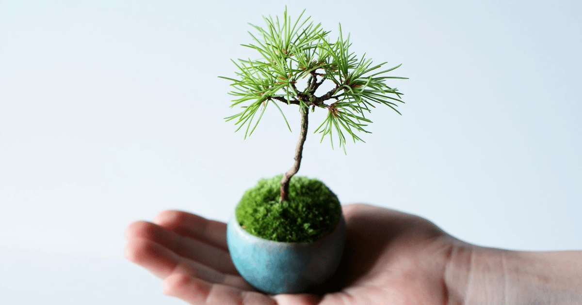 石木花｜SEKIBOKKA｜小さな器に大きな自然｜盆栽