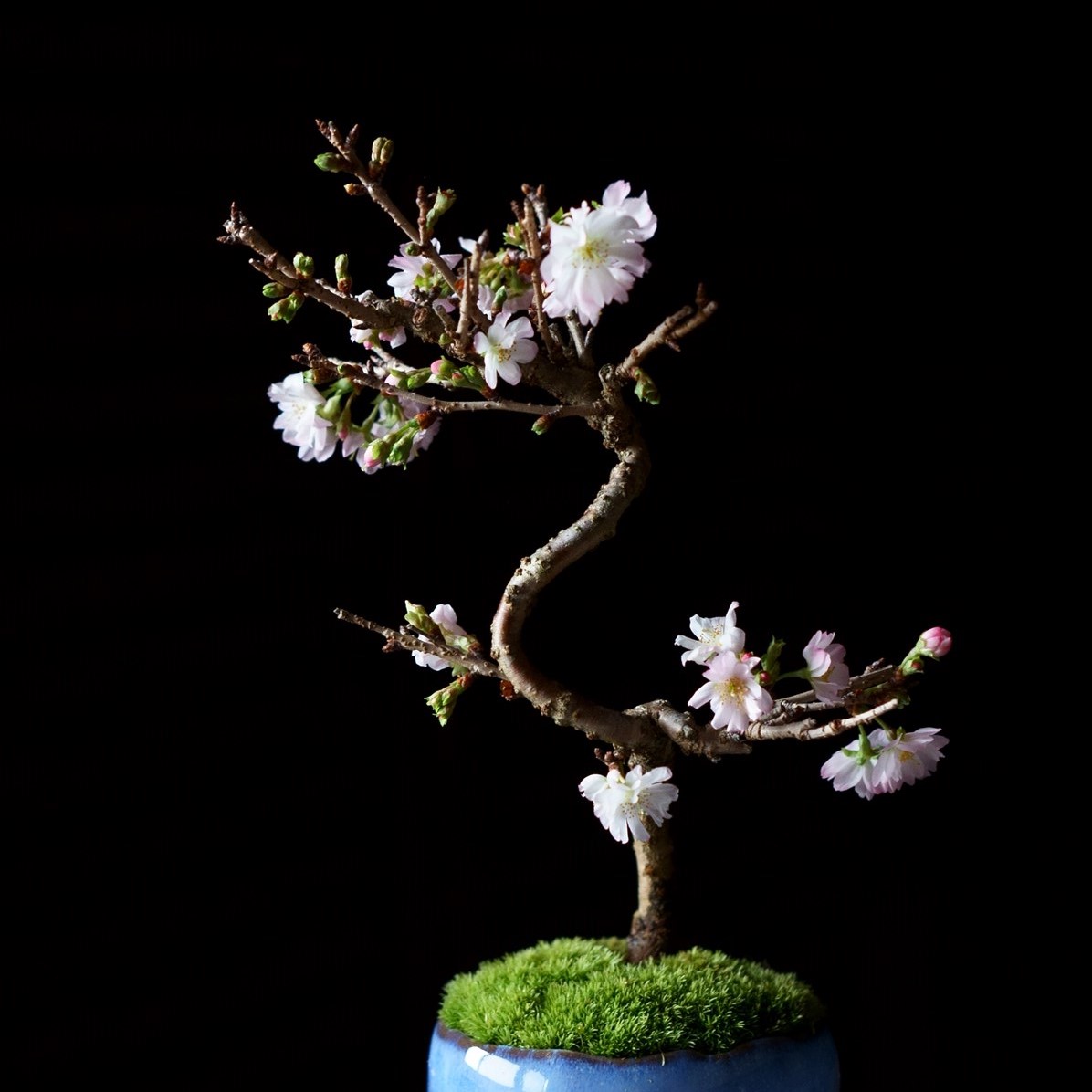十月桜 石木花