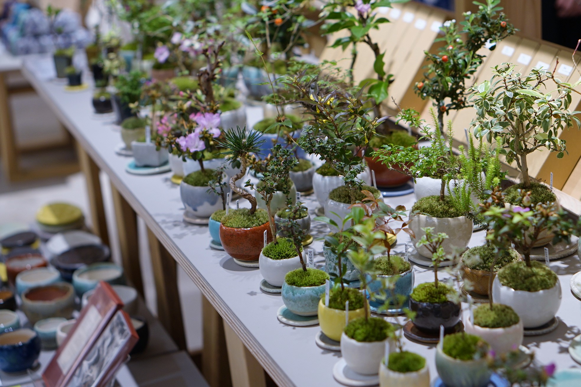 フェア開催のお知らせ｜石木花｜SEKIBOKKA