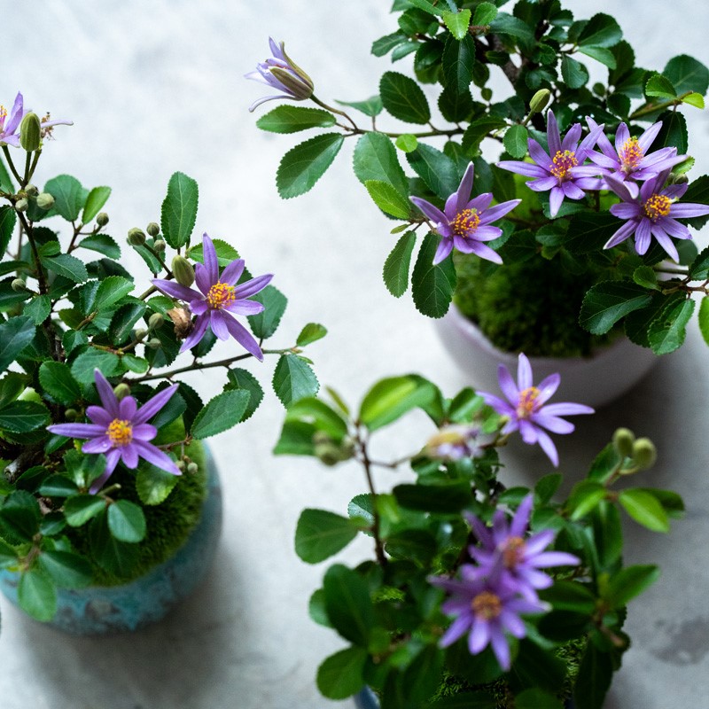 スイレンボク｜石木花｜SEKIBOKKA