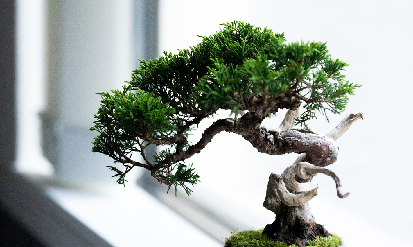 石木花 オンラインストア｜小さな器に大きな自然｜盆栽